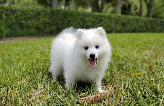 Pure Breed German Spitz Puppies Available