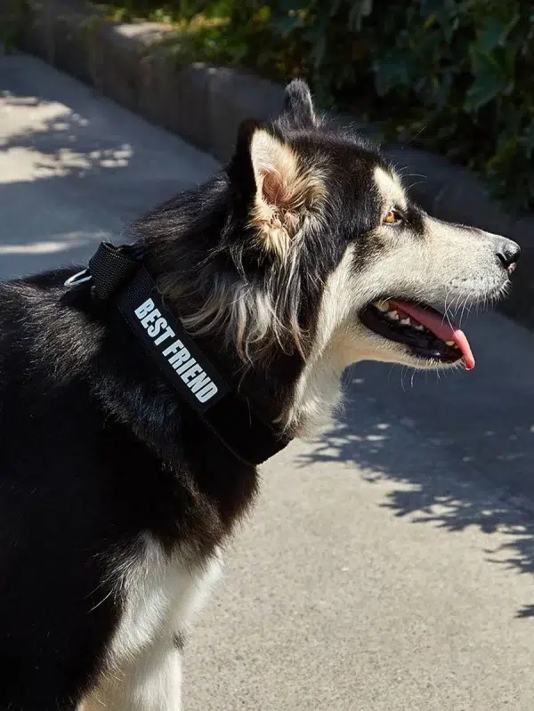 Strong Handler Dog Collar Large