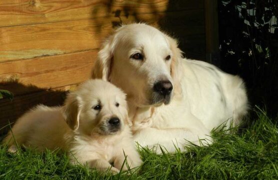 Pure Breed Golden Retriever Puppies