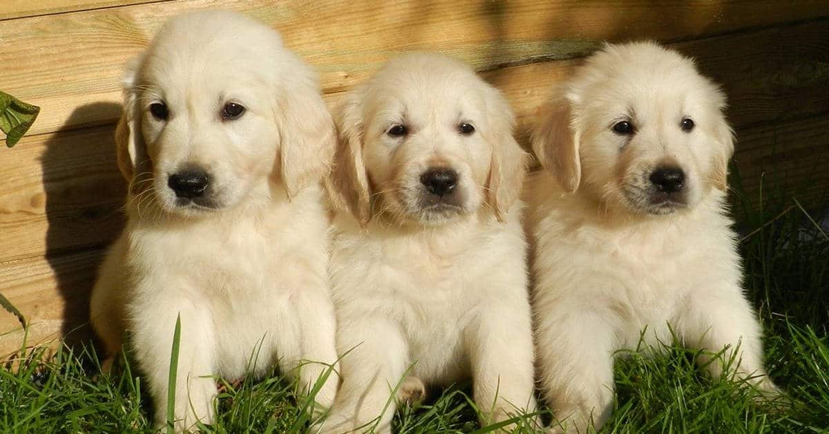 Pure Breed Golden Retriever Puppies – Sold